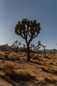 Joshua Tree is a great place to have an elopement.