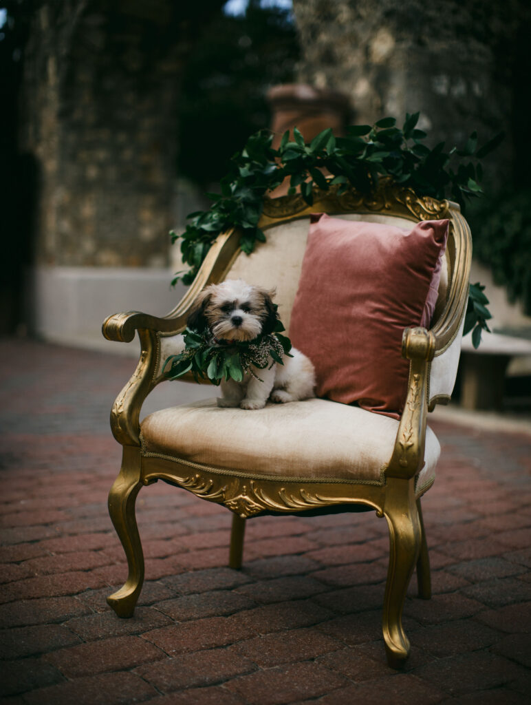 A dog in a wedding can replace a flower girl and ring bearer.